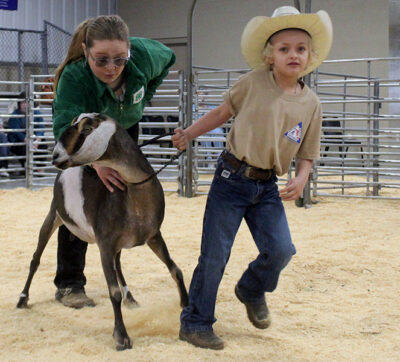 Photos: Goat show gives ‘Pee-Wees’ early experience