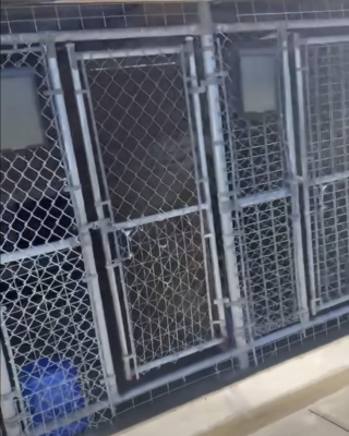 Advocates Seek State Investigation of Union County Animal Control